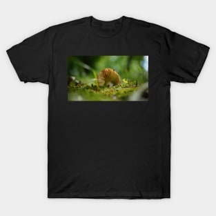 Mushroom Belly in the Green Moss T-Shirt